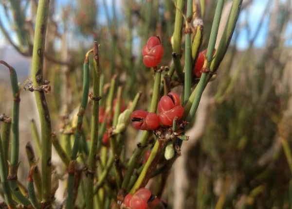 Encuentran la primera planta medicinal del mundo: se usa hace 15 mil años