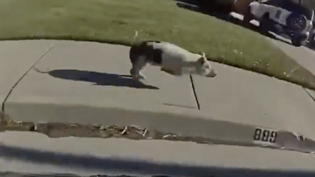 Cerdito en fuga pone en aprietos a la Policía