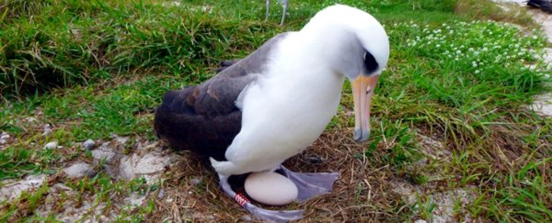 Wisdom, el Albatros de 74 Años que Inspira con una Nueva Maternidad 