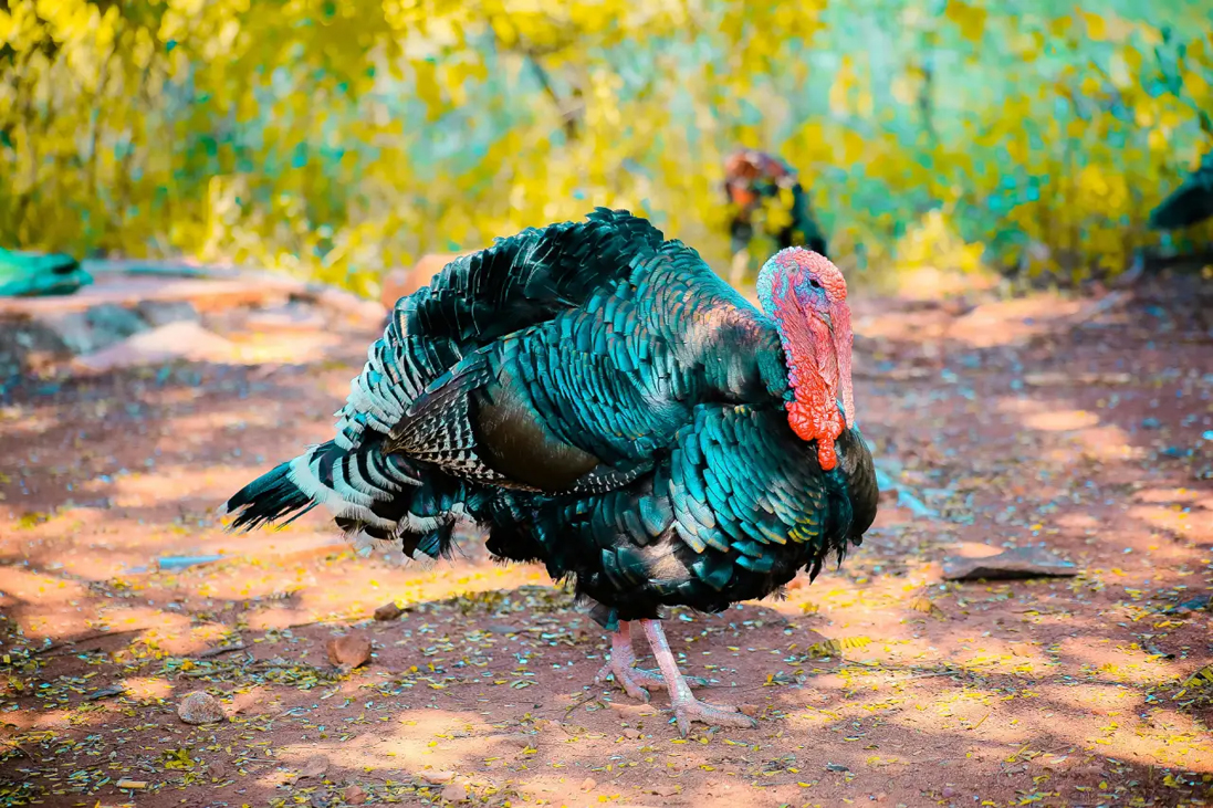 Denuncia abusos sexuales y físicos hacia pavos