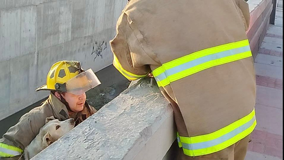 Bomberos salvan a un perrito atrapado