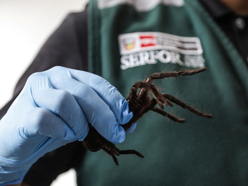 Llevaba cientos de tarántulas, ciempiés y hormigas atadas a abdomen en aeropuerto internacional