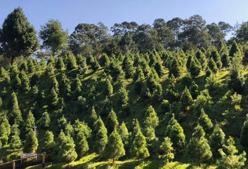 Detecta Profepa presencia de larvas en árboles de Navidad importados