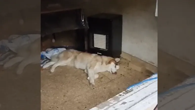 Rescatan a husky que tenía semanas sin comer 