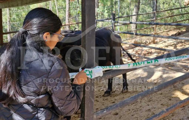 Clausura Profepa parque Camino Real del Tigre en Jalisco; no acreditó origen legal de sus animales