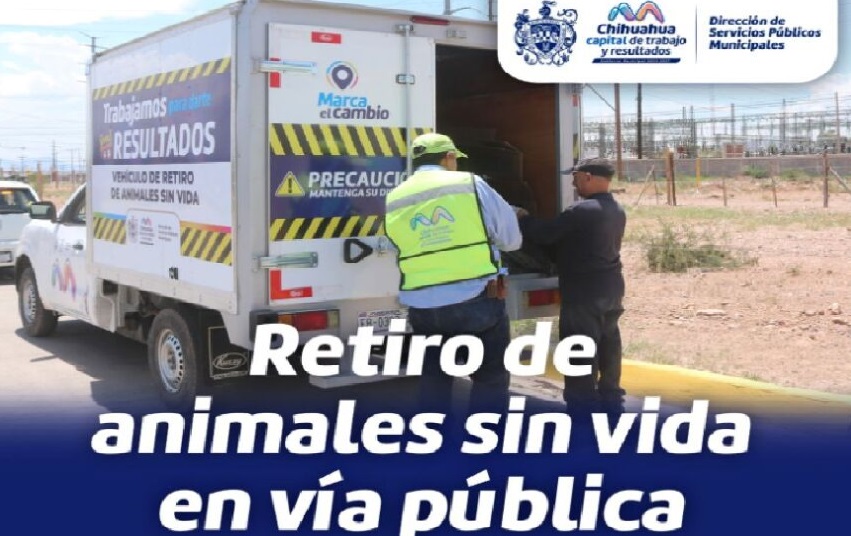 Llaman a reportar animales muertos en la vía pública